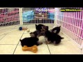 Yorkshire Terrier, Puppies, For, Sale, In, Newark, New Jersey, NJ, Woodbridge, Iselin, Pleasantville Yorkshire Terrier, Puppies, For, Sale, In, Newark, New Jersey, NJ, Woodbridge, Iselin, Pleasantville