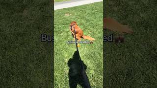 #dog #puppy #doglover @moosethegolden22