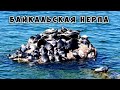 Байкальская нерпа - Ушканьи острова