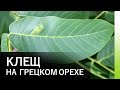 КЛЕЩ НА ГРЕЦКОМ ОРЕХЕ. Войлочный ореховый клещ и методы борьбы с ним