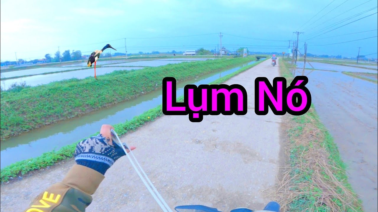 Đi Săn Bằng Ná Cao Su - Lụm Cò Bay - Slingshot Hunting Tập 306