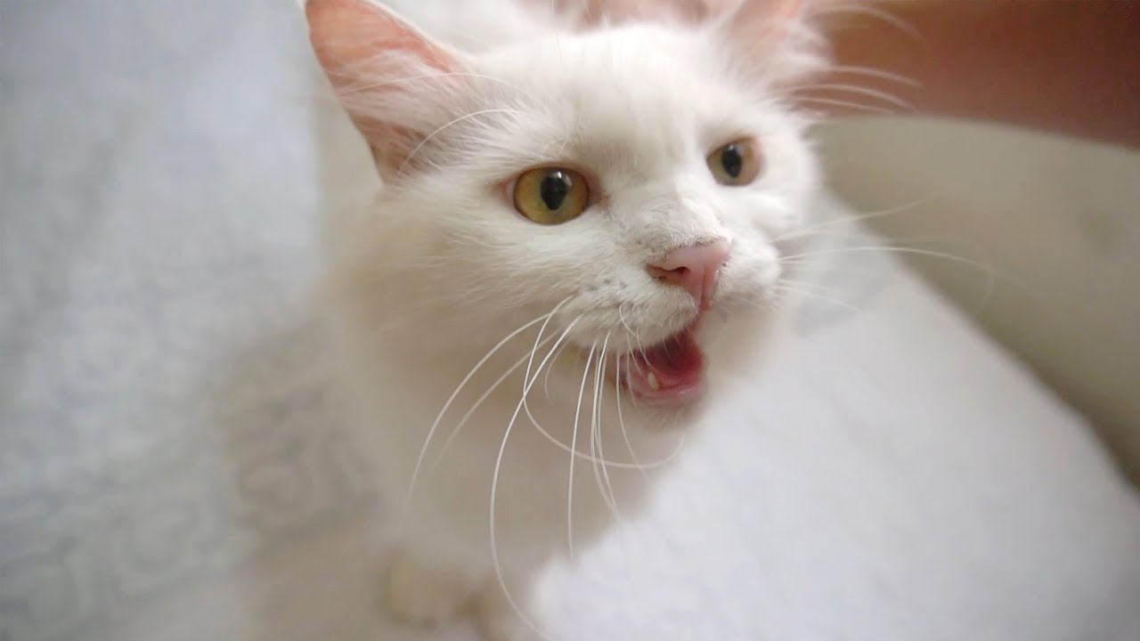 My Cat Meowing To Get Petted YouTube