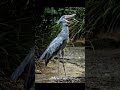 👉 This Bird Sounds Like a Machine Gun 😳 #facts #shorts