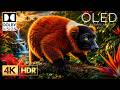 Ultra Massive Details OLED HDR TEST | 16K Nature Animals | Dolby Vision 120FPS (8K/4K ULTRA HD TV)