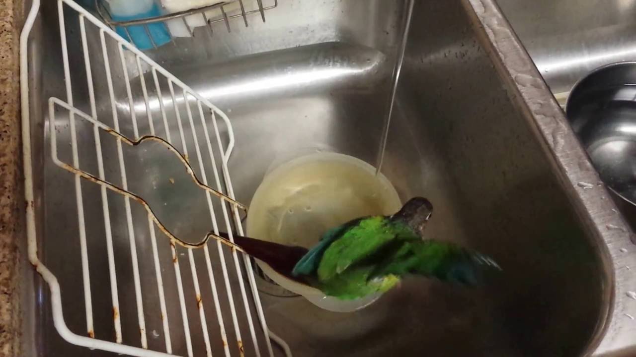 Green cheek conure bathing YouTube