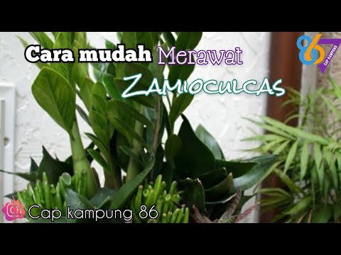 Video: Bagaimana Cara Menyirami Pohon Dolar? Penyiraman Zamiokulkas Di Musim Dingin. Seberapa Sering Dan Dengan Apa Zamiokulkas Harus Diairi Untuk Pertumbuhan Di Rumah?