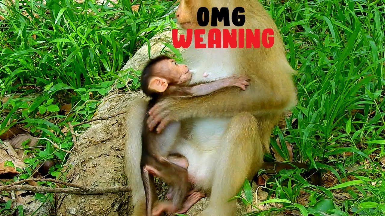 OMG Rose weaning&torturing newborn Rex so hard, Why Rose not pity baby Rex,Tourist Monkey 4805