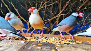 Full Java Sparrows Group Morning Meal & Seed Snacking! 🌾✨ Guide