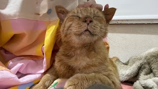 保護猫ライフ君がお膝の上に来てくれました！
