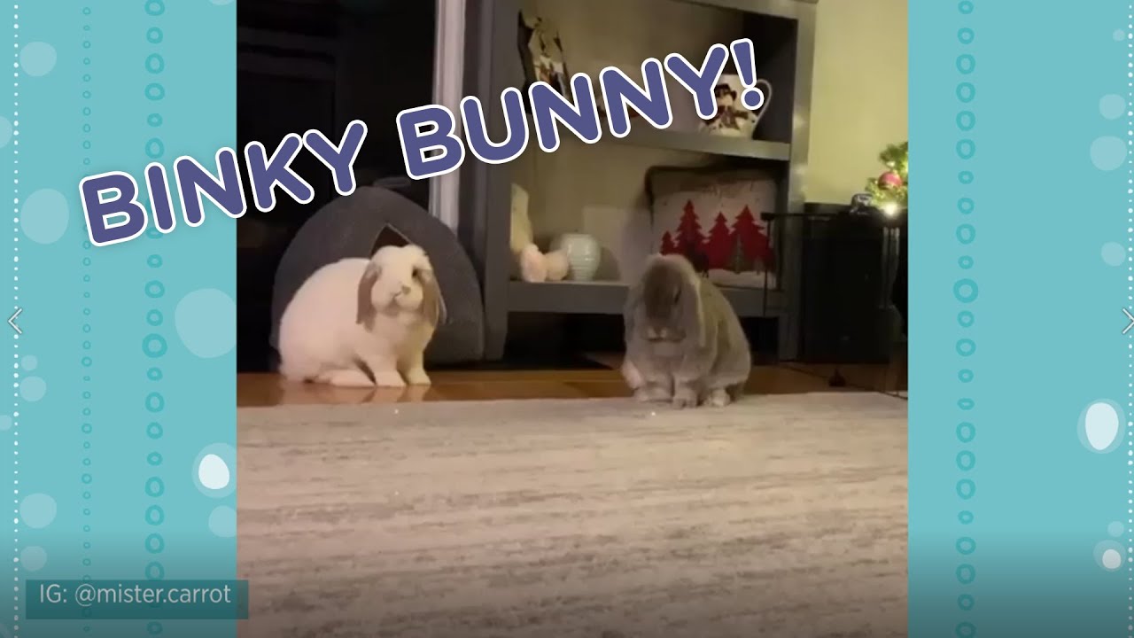 RedRover Reporters: Binky Bunny!