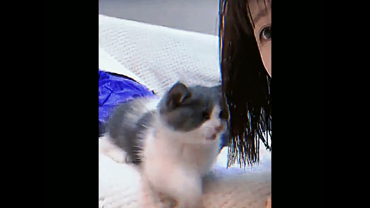 Cat Playing With hair MEOW 🥰🐈 