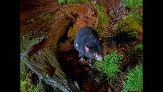 Devils at Cradle Mountain 🇦🇺 26