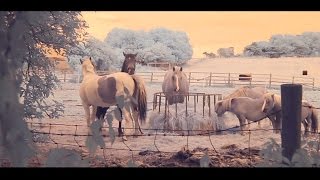 Infrared Cinematography - Hidden Worlds - Lavernock Horses - Channel Swapped Infrared Cinematography - Hidden Worlds - Lavernock Horses - Channel Swapped