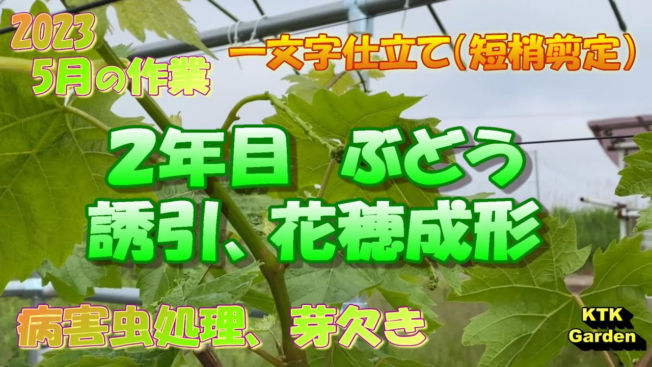 Grape cultivation work in May #flower spike shaping #training