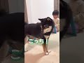 見失った豆柴とうるさい主【柴犬】#shorts