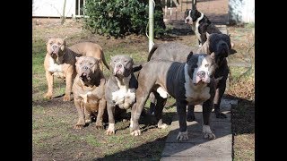 11 Big L Bully Type Pitbulls Eating Raw Chicken Without A Fight...