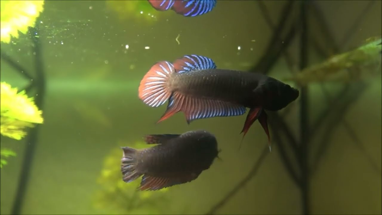Siamesischer Kampffisch, Betta splendens (Wildform)