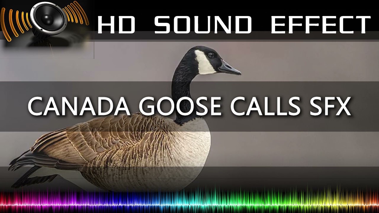 CANADA GOOSE CALLS SFX | HD Sound Effects