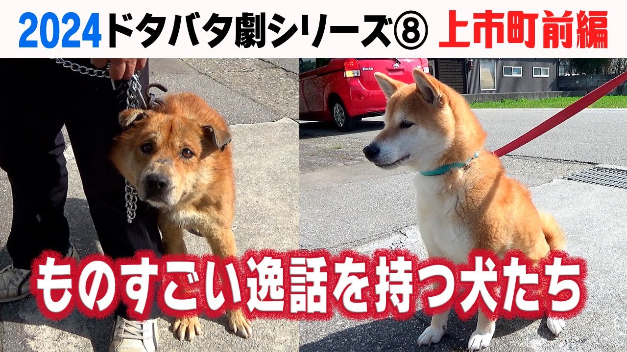 2024狂犬病予防注射会場のドタバタ劇⑧ 上市町前編