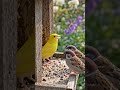 Birds Chanting #shortsfeed #usashorts #viralreels #viralvideo