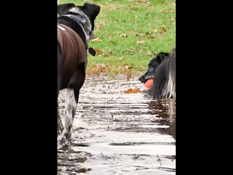 Video: De 12 Muddiest Dogs On The Planet