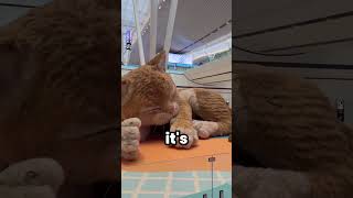 Explaining YouTube Shorts #147 (Giant Cat)