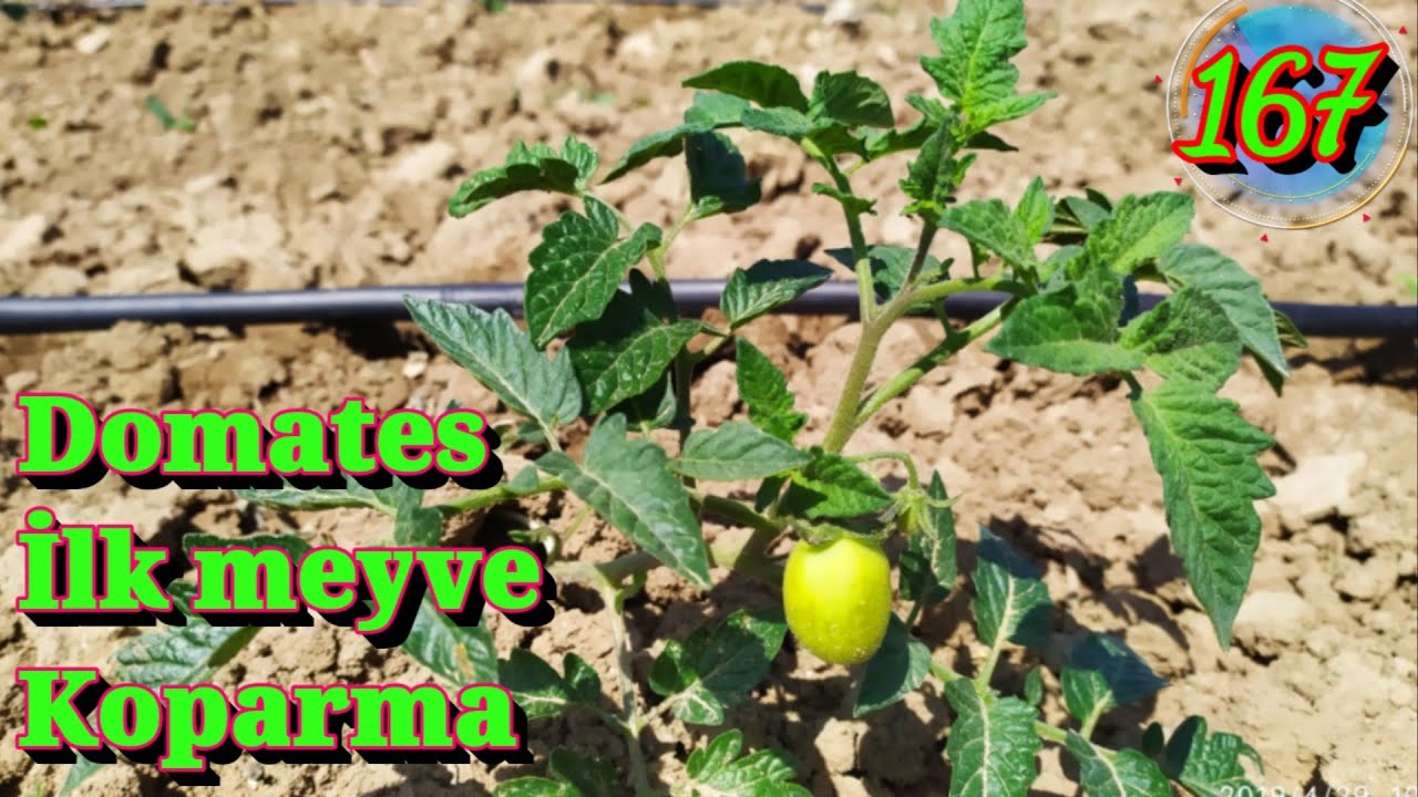 domates ilk meyveleri niye koparip atiyoruz domates yetistiriciligi ekimi bakimi sulamasi gubre youtube domates ekimi organik bahcecilik fikirleri bi tki