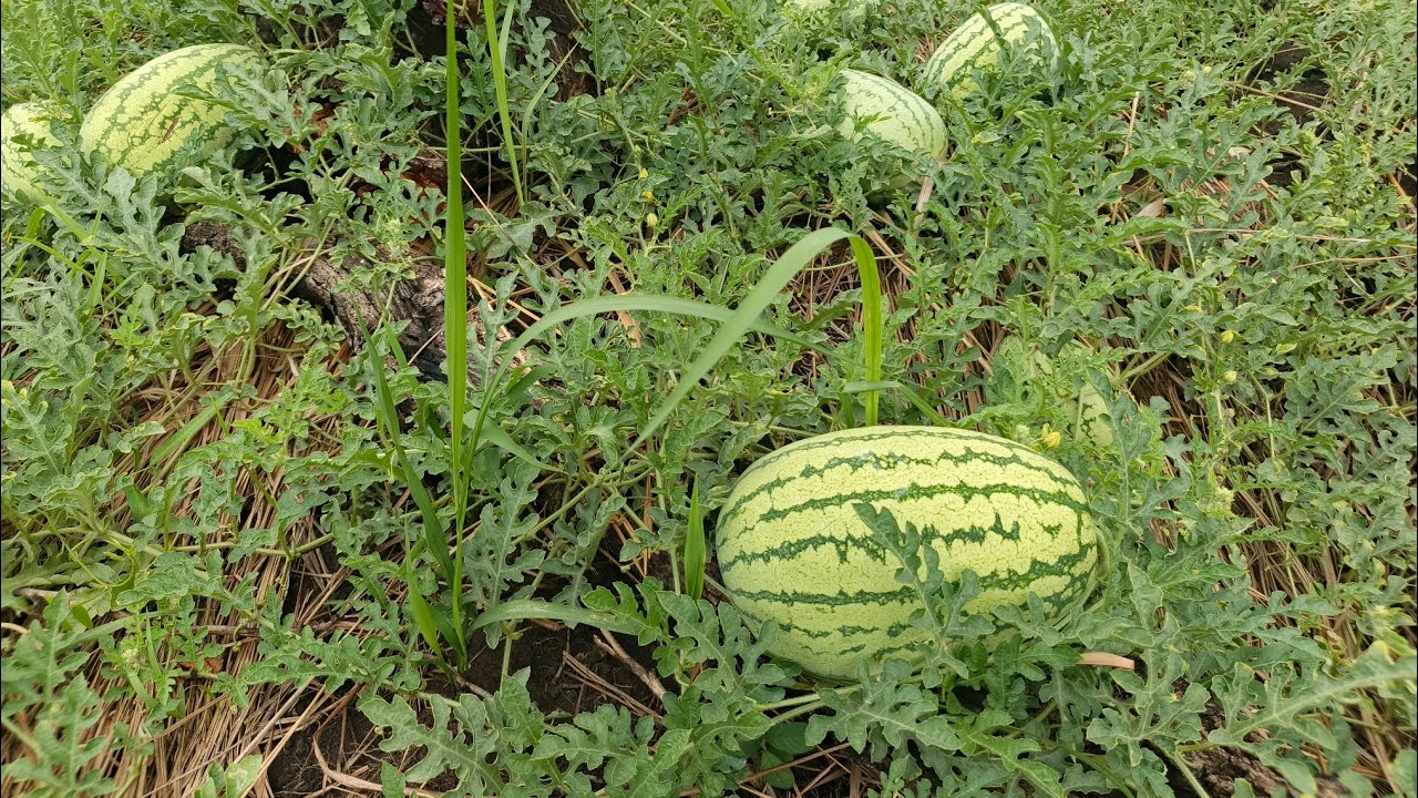 Costs of Growing 1 Acre of Watermelon in Uganda | Everything You Must Know