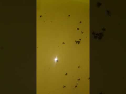 παγίδα για μύγες