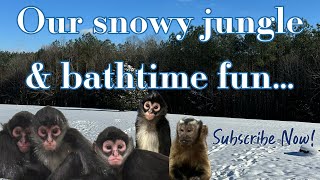 Our jungle is covered in snow so we let the monkeys take a nice long hot bath 🛀🐒 #monkeys #family Profile