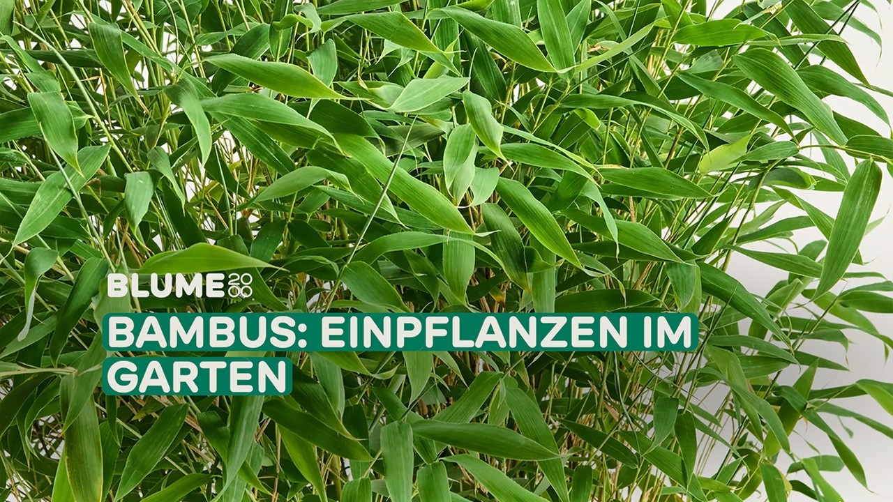 Bambus pflanzen im Garten  Schritt fr Schritt | BLUME2000