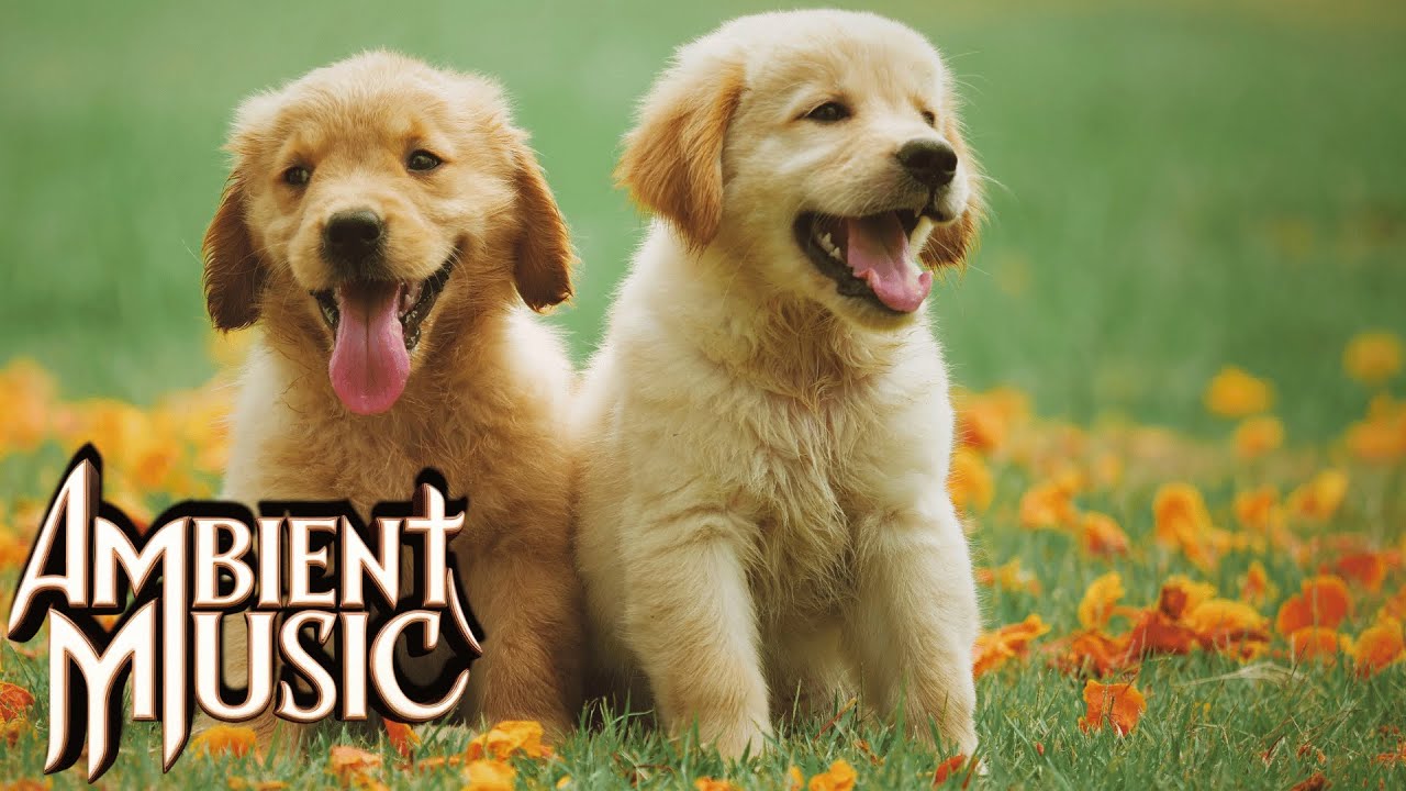 Relaxing Ambient Music and Cute Dogs: Your Ultimate Sleep Aid