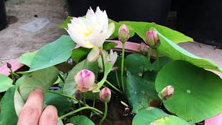 This type of micro lotus is very collectible | grow micro lotus at home
