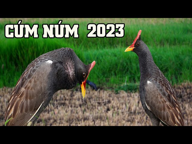 Tiếng Cúm Núm 2023 | Âm Thanh Tiếng Chim Gà Đồng Kêu | Gallicrex cinerea class=