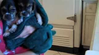 Beagle puppies getting a bath
