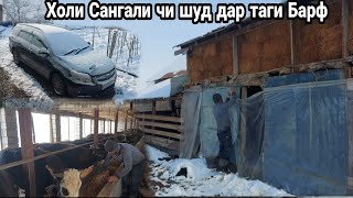 картинка: БУКА ПАРВАРИ ДАР ТОЧИКИСТОН, Азоби Сангали дар таги Барф,  تربية الثيران في طاجيكستان,