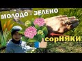 САД И ОГОРОД. СОРНЯКИ НА УЧАСТКЕ: ЖЕРУШНИК И БОРЩЕВИК. ЗЕЛЕНЫЙ ГАЗОН. //Garden. Weeds. Green lawn.