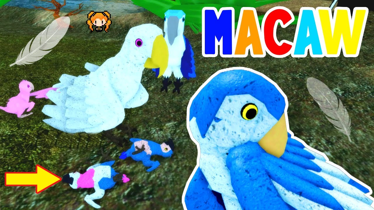 New MACAW It can DIE and DANCE Roblox  Feather  Family  
