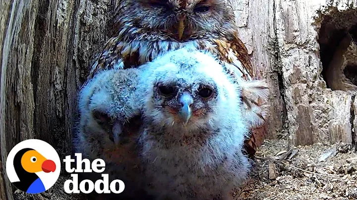 Hopeful Owl Mom Fosters Two Abandoned Chicks | The Dodo