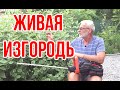 10 правил живой изгороди / Кусторез DHT 200 Dual  Днипро М / Игорь Билевич