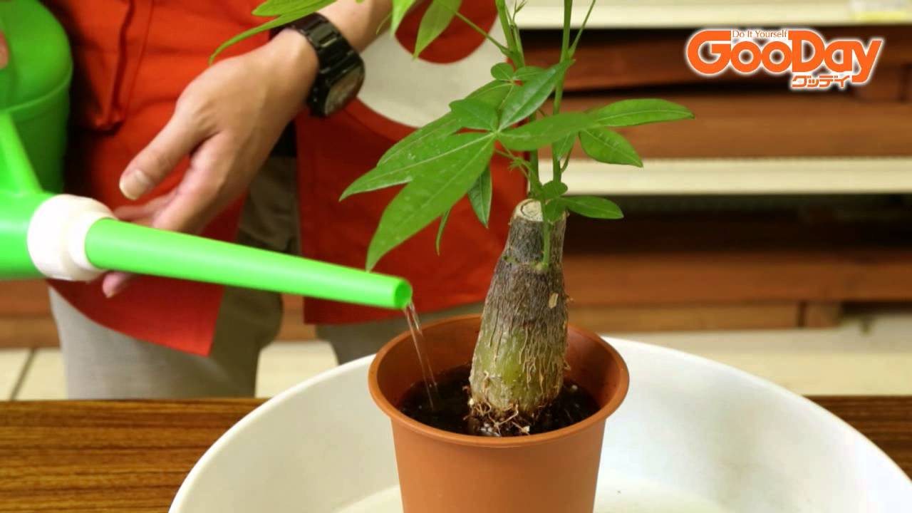観葉植物の育て方 Youtube
