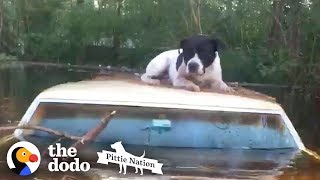 Pit Bull Saved from Hurricane Floods Moments Before it’s too Late | The Dodo Pittie Nation