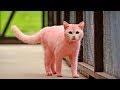 10 very unusual cats  😍