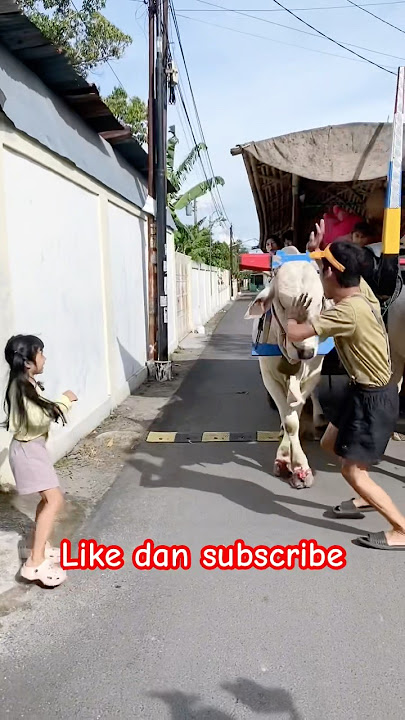 MAMI NAIK SAPI PANIK!! LIHAT UCUP DIDEPAN KETABRAK SAPI😱😱 #viralvideo #viralshort