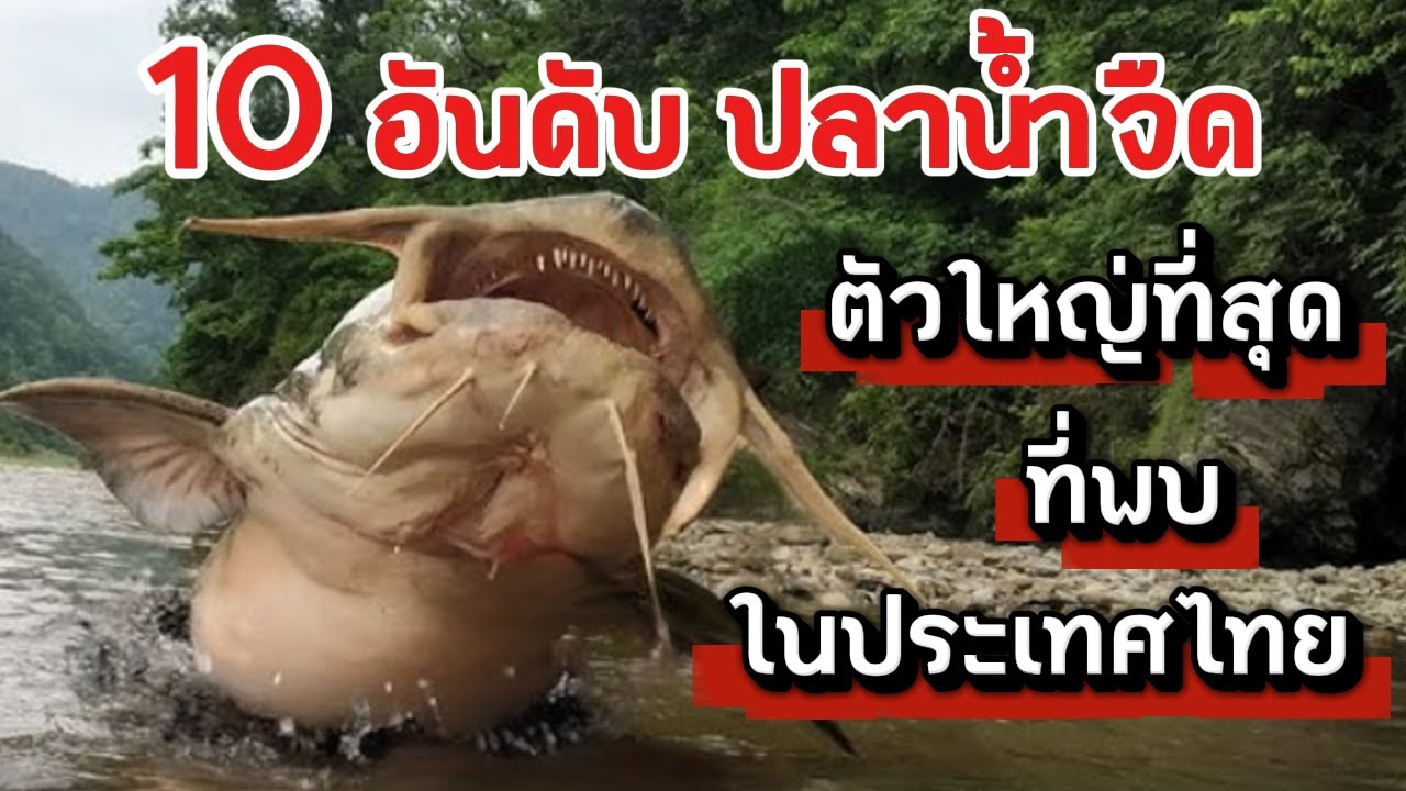 10 อันดับปลาน้ำจืด ตัวใหญ่ที่สุดที่พบในประเทศไทย❗สัตว์ประหลาดที่นักตกปลาใฝ่ฝันจะพิชิตสักครั้งในชีวิต