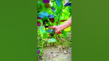 the process of farmers pulling red spinach in the garden #shorts
