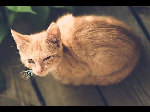 Enfermedad Ocular en gatos / Enfermedades en gatos hqdefault
