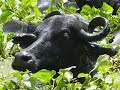 Buffalo Calf Breeding in Colombia - TvAgro by Juan Gonzalo Angel