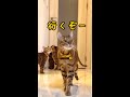 猫親子脱走チャレンジ! #shorts