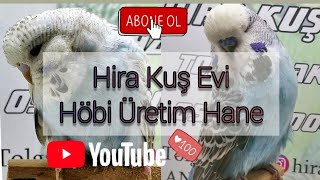 Hira Kuş Evi ( Muhabbet Kuşu Hobi Üretim)